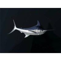 拒絕emo！進(jìn)口劍旗魚清關(guān)報(bào)關(guān)就找我