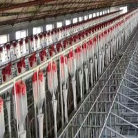 豬場全自動(dòng)化飼料喂料線 篩盤料線 絞龍料線