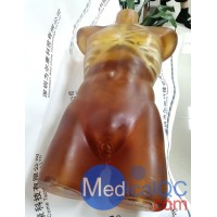 US-A02成人軀干模體